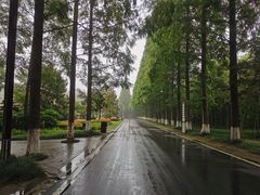 -黄海国家森林公园