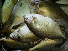 -明记海鲜美食老字号(明记总店)