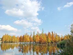 -白鹭湾湿地公园