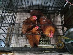 android_upload_pic-沾益龚记辣子鸡(沾益店)