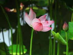 -大宁公园