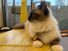 -猫在这儿猫咪咖啡馆·撸猫馆