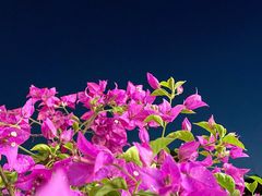 门口的三角梅开得极好-阿欢牛肉店·火锅·粿条面