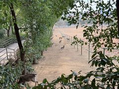 -合肥野生动物园