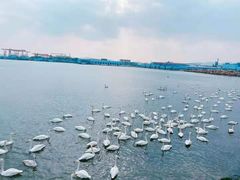 -烟墩角天鹅湖