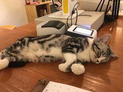 -猫友咖啡店(玉林西路店)