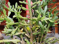 -璞真扎染博物馆