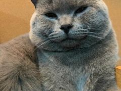 -lincat·猫舍(广州店)