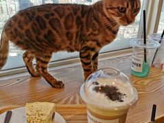 -Heymao猫咖.咖啡厅(东门店)