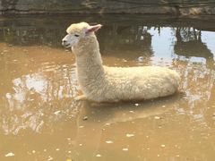 -常州淹城野生动物世界