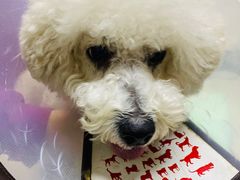 -爱侣·安琦尔宠物医院·中兽医针灸·心内科·狂犬免疫点(宝山区院)