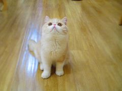 -滚猫咖啡·猫咖·猫友好撸猫(未来城店)