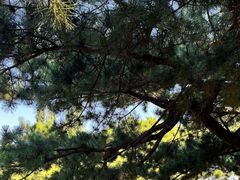 -长白岛森林公园