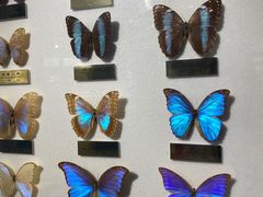 -上海昆虫博物馆