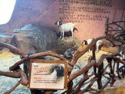 点击看大图 -奇幻萌宠部落(映月湖环宇城店)