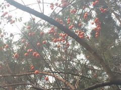 -西安化觉巷清真大寺