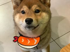 -柴务处·柴犬主题狗咖