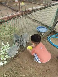 -上美四季动物农场