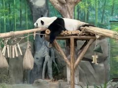 -灵玲国际马戏城