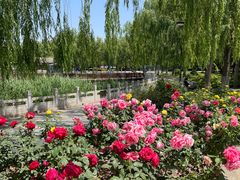 -莲花池公园
