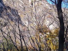 -大岭沟猕猴桃谷风景区