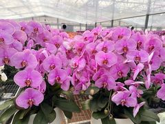 -龙大花卉苗木市场