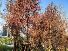 -深圳湾万象城(南山店)