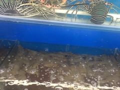 -芽庄老成都川菜馆