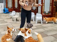 -柯斗斗主题餐厅·狗咖·围炉煮茶·茶饮(国瑞升平里店)