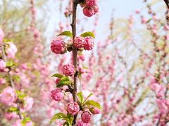 -天津东丽湖风景区