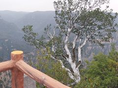 -神农山景区