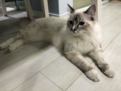 -喵的天空名猫咖啡馆·撸猫·猫舍·用品