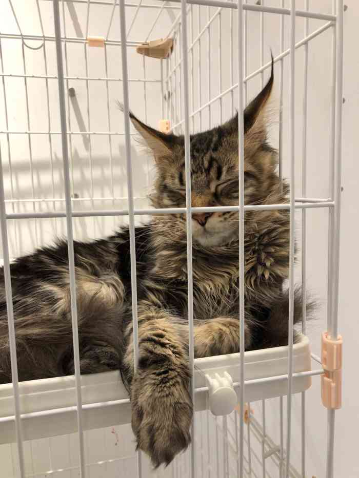 屋虎猫馆(龙华壹方城店)-"【项目】其他给我家老肥预约了掏耳朵90.