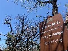 -王顺山国家森林公园