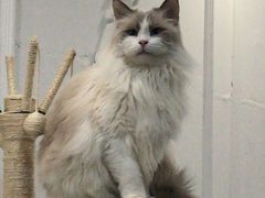 -共舞时光猫咖·狗咖(新街口店)