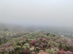 -贵州百里杜鹃风景名胜区
