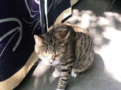 -喵屿·大理花园猫咖