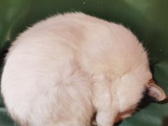 -猫色咖啡·猫咖