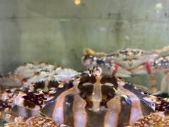 -林记海鲜排档·十年海鲜地标