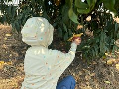 -老袁家蜜桃农场·阳山水蜜桃