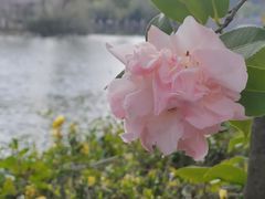 -翠湖公园