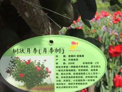 -荷兰花海