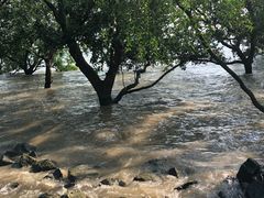 -宝安西湾红树林湿地公园