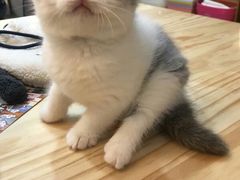 -喵zoo家庭繁育猫舍(尖东智能花园店)