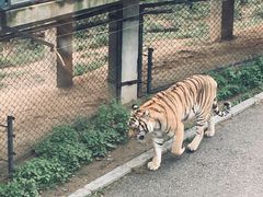 -大连森林动物园