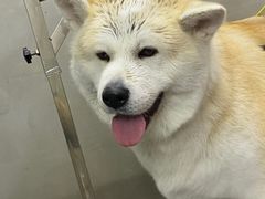 -PETKIT小佩宠物·低压洗护(国顺东路店)