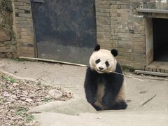-都江堰中华大熊猫苑