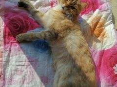 -康乐宝动物医院