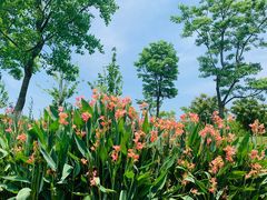 -上海长兴岛郊野公园