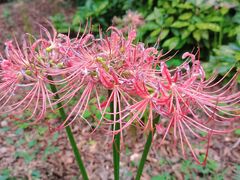 -上海滨江森林公园